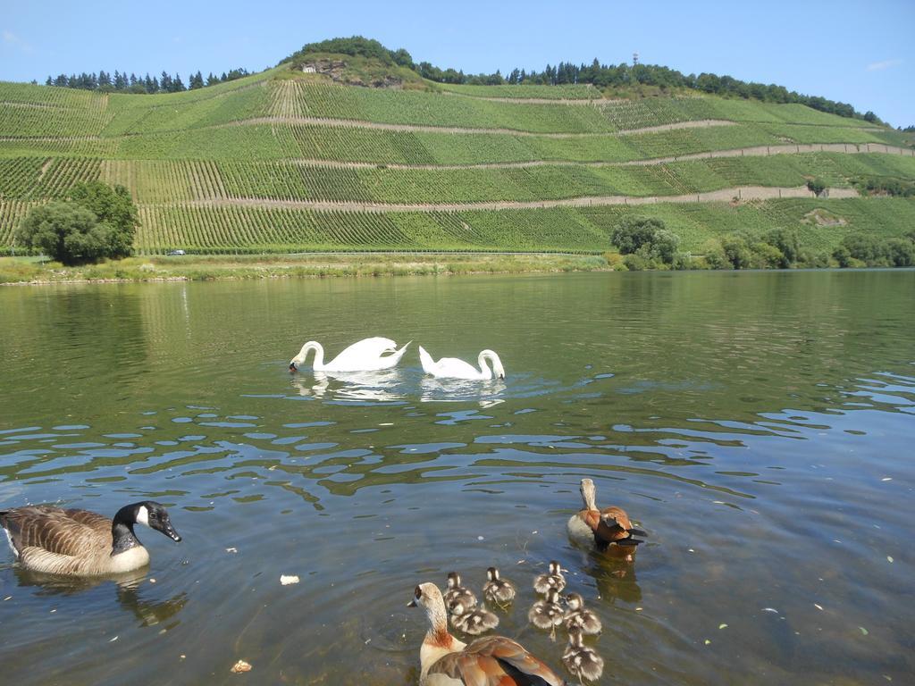 Ferienhaus Mosel Villa Brauneberg Dış mekan fotoğraf